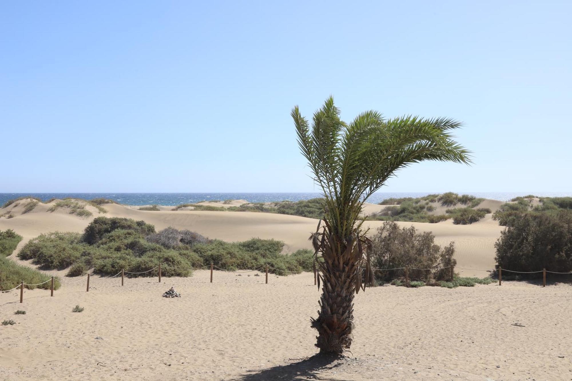 Confortevole Appartamento Playa Del Ingles Экстерьер фото